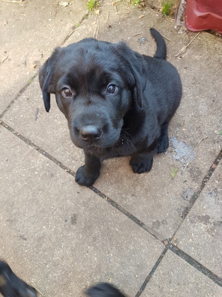gumtree black labrador puppies